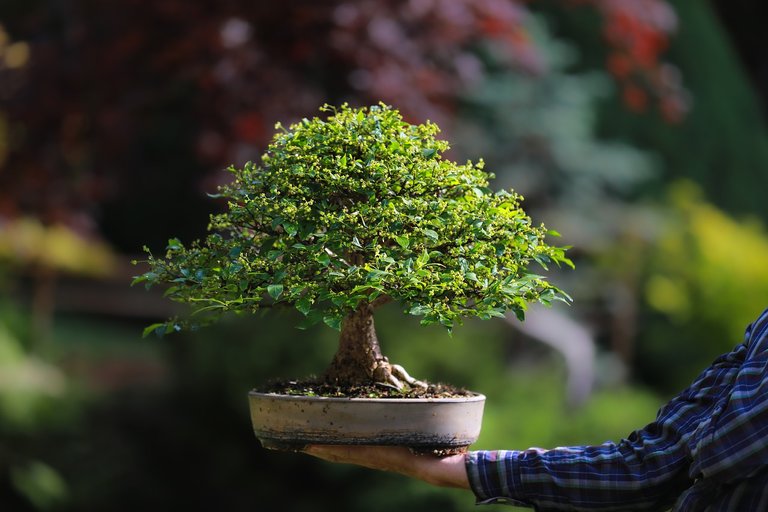 bonsai-7226672_1280.jpg