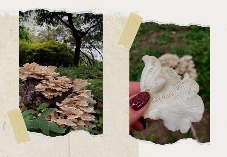 Fungi Cover kitzune.jpg