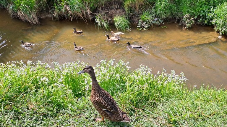 Ever present ducks in this stream