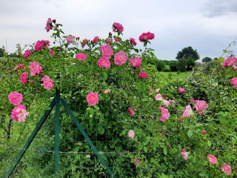 Pink Rosen 1.2.jpg