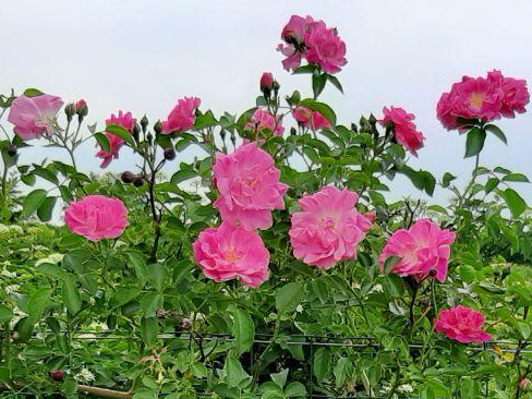 c.c. Pink Rose 4.png