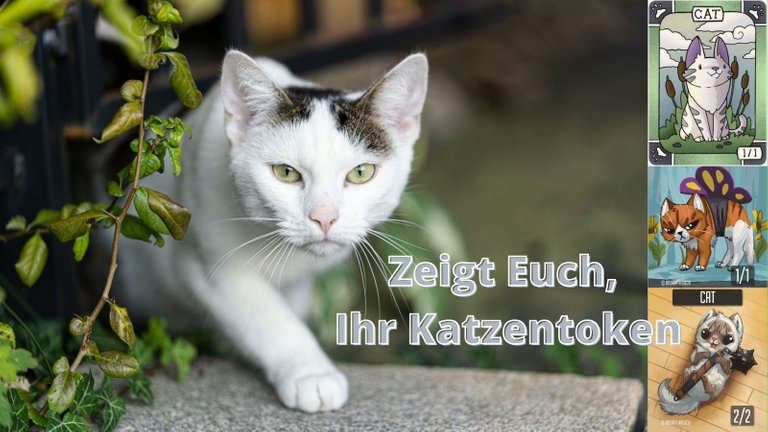 Katze  Katzentoken.jpg