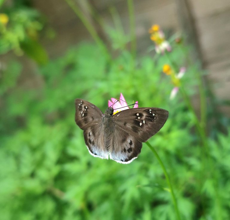 Butterfly_3.jpg
