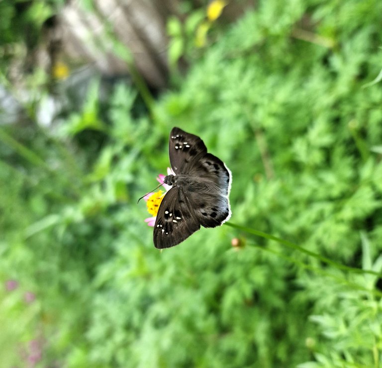 Butterfly_6.jpg