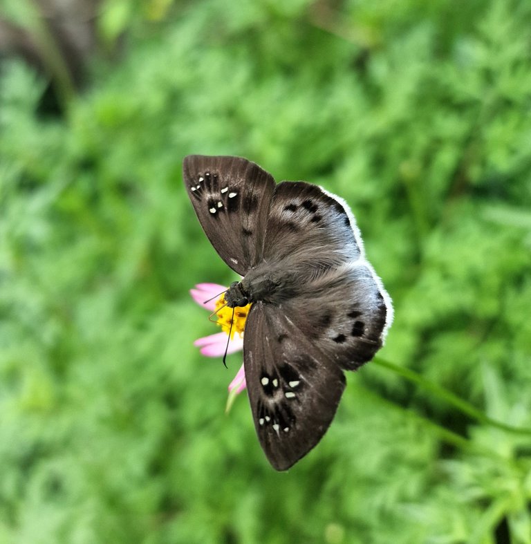 Butterfly_7.jpg
