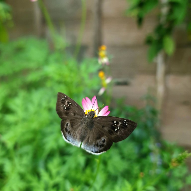 Butterfly_9.jpg