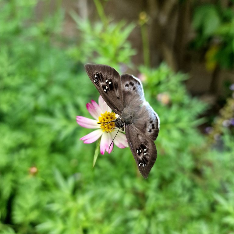 Butterfly_4.jpg