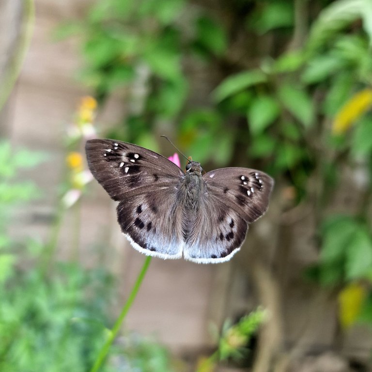 Butterfly_2.jpg
