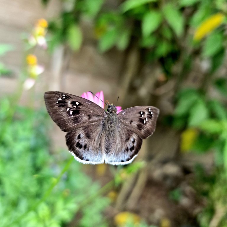 Butterfly_10.jpg