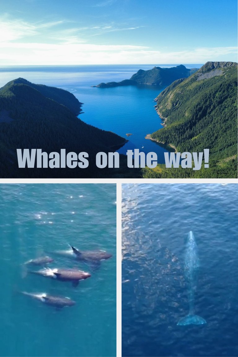 Chance Lagoon - Alaska | Orcas and a Blue Whale! [ENG-GER] 