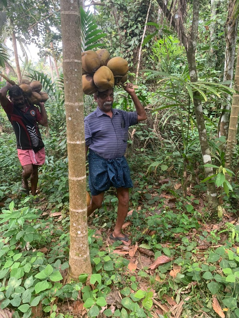 Kokosnussplantage - hive (40).JPG
