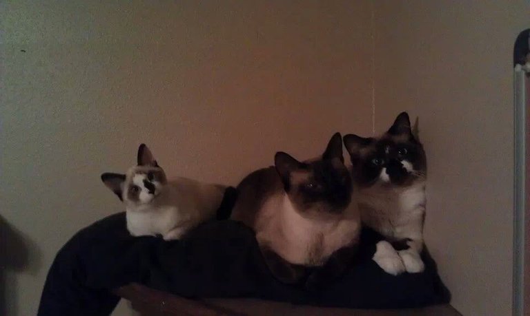 Three Amigos - Kitty Style.jpeg