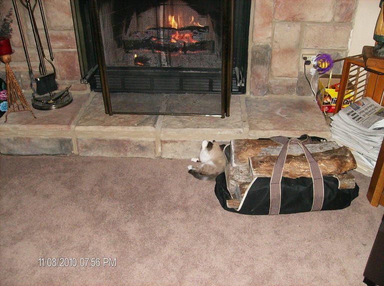 Fireplace Kitty (2).JPG