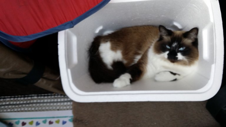 Cooler Kitty 5-5-2015.jpg