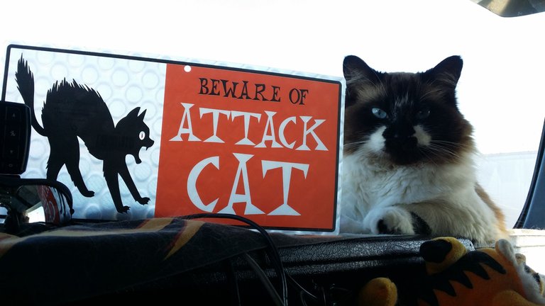 Attack Kitty Sign 2016-03-15.jpg