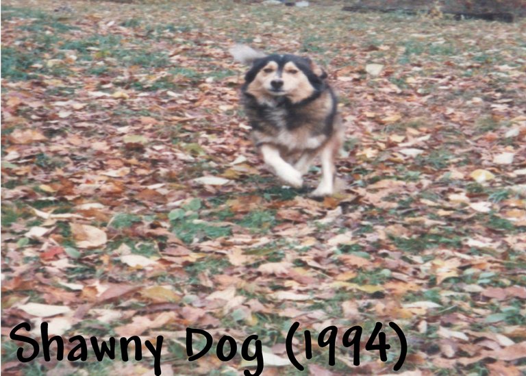 Shawny Dog (1994).jpg