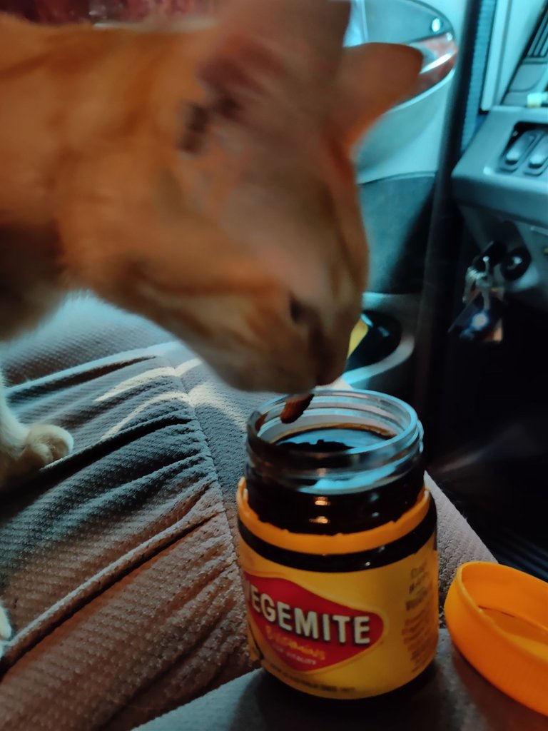 Lil' Guy & Vegemite (3) 2019-07-25.jpg