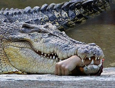 blog feeding croc.jpg