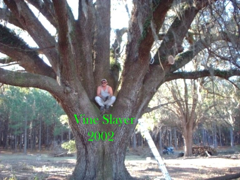 1 Tree climber.JPG