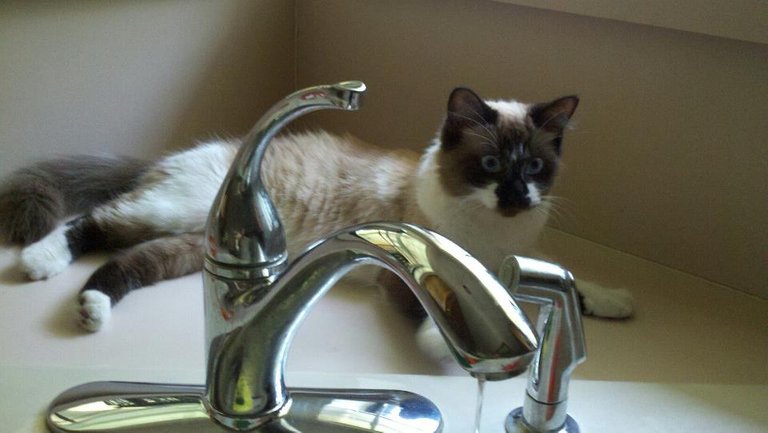 Sink @ Willy's - Dirty Cat.jpg