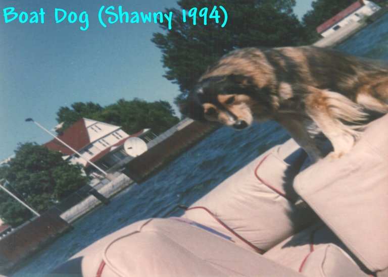 Boat Dog (Shawny 1994).jpg