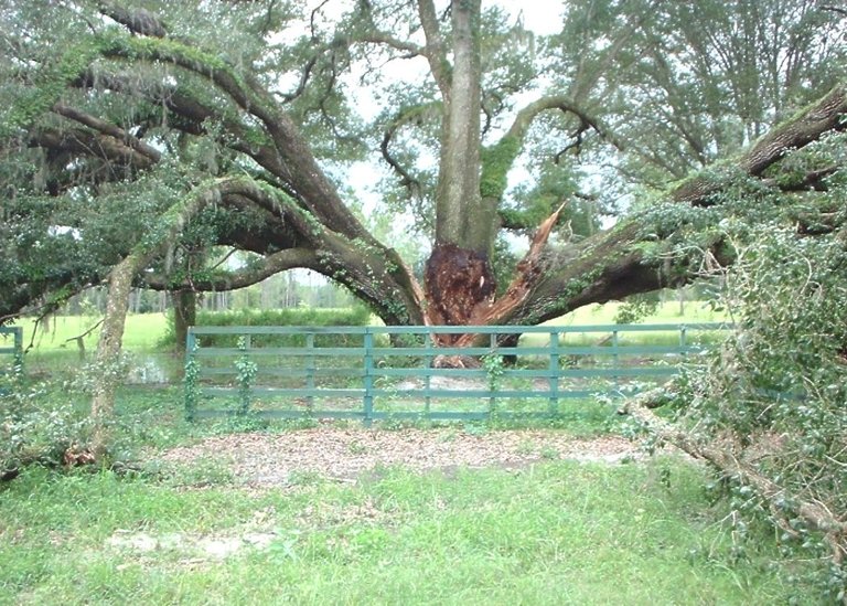 Tree crash4  8-06-05.jpg