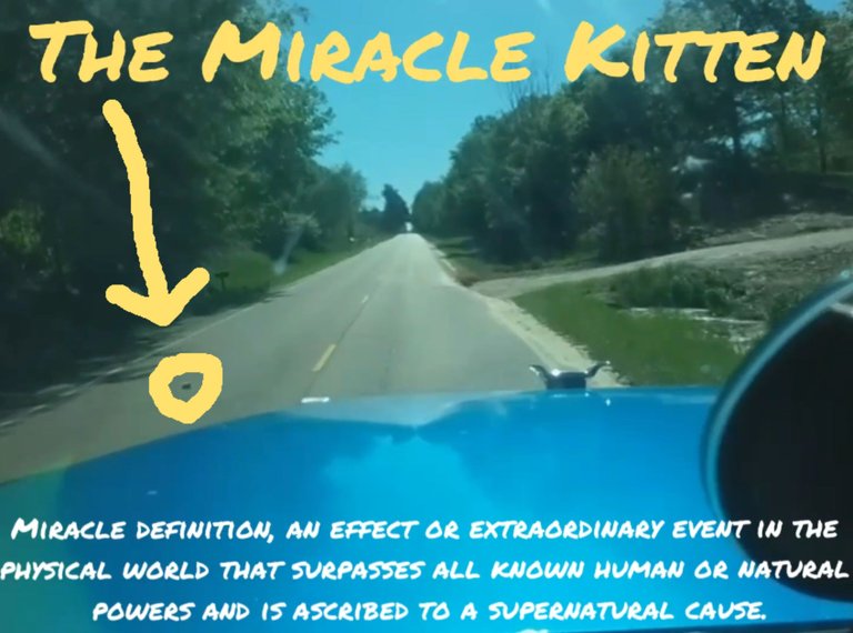 Miracle Kitten Rescue Vid SCreenshot.jpg