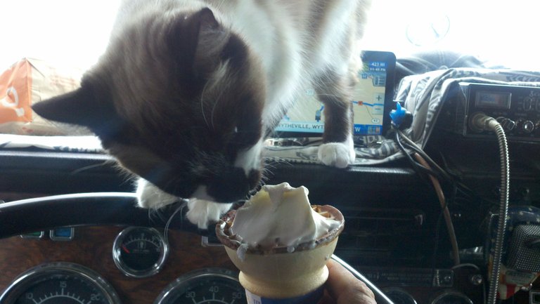 Ice Cream Kitty 2012-03-12.jpg