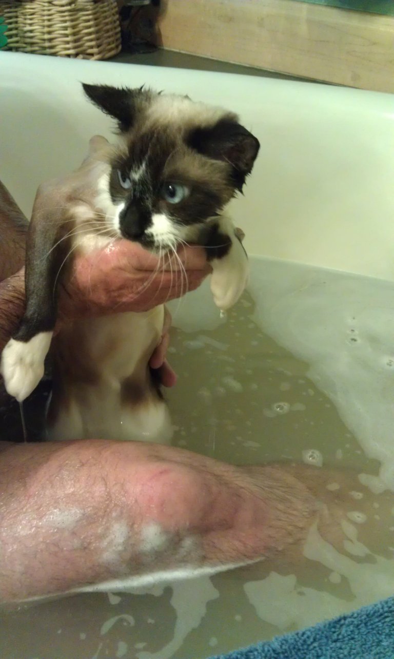 Bathtime Kitty 2.jpg