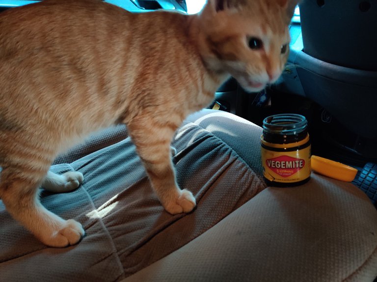 Lil' Guy & Vegemite (2) 2019-07-25.jpg