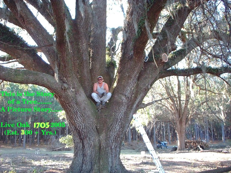 Tree climber_1.JPG