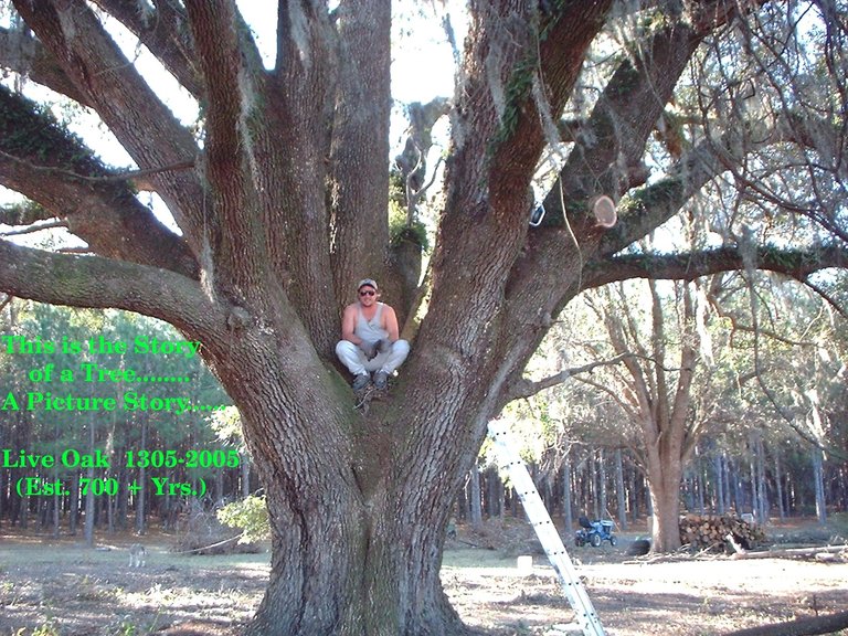 Tree climber.JPG