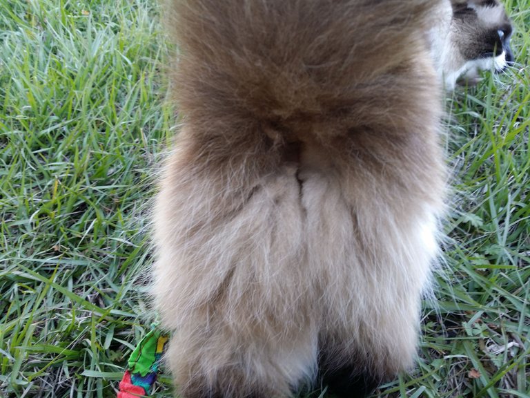 Fuzzy Butt (4) 2015-01-29.jpg
