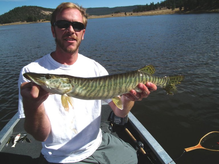 young tiger muskie.jpg
