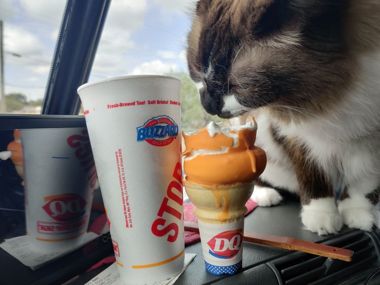 Sammi DQ Texas (1) 2019-08-24.jpg