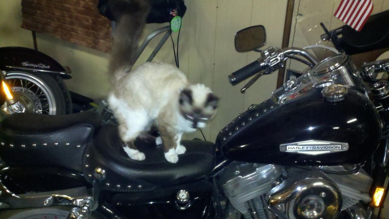 Biker Kat 4 2011.jpg