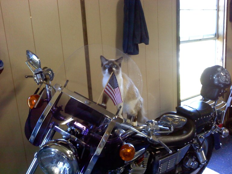 Biker Kat 2011.jpg