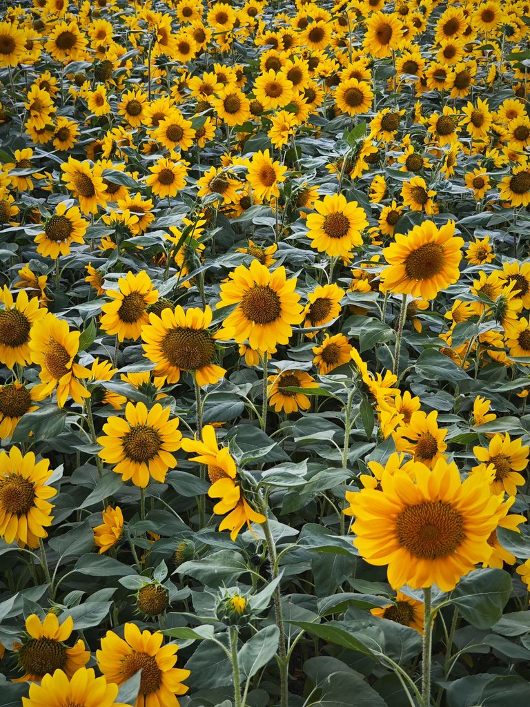 1000003257.jpg