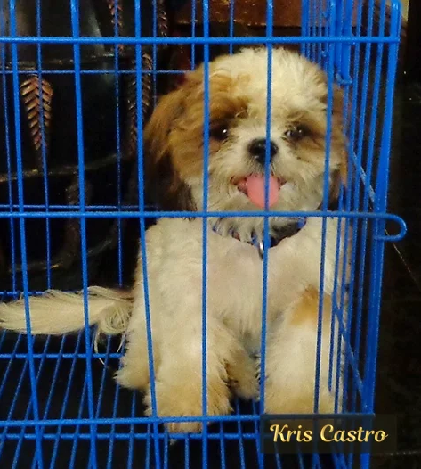 Marky-puppy.png