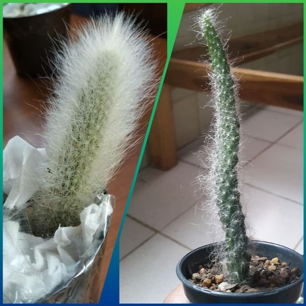 cactus 6.jpg