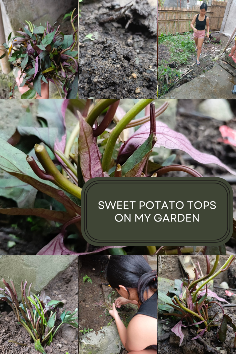 Sweet Potato Stalks To Add In My Garden