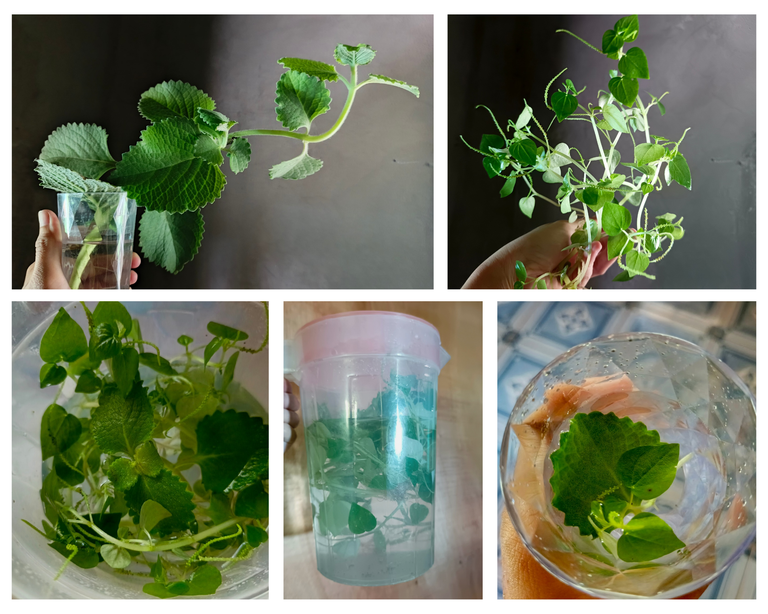 Amazing Drink At Our Table Everyday: Herbal Water Pitcher Made of Oregano And Pancit-Pancitan
