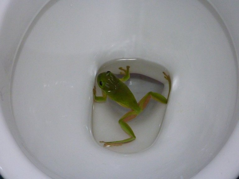 1st frog loo.jpg