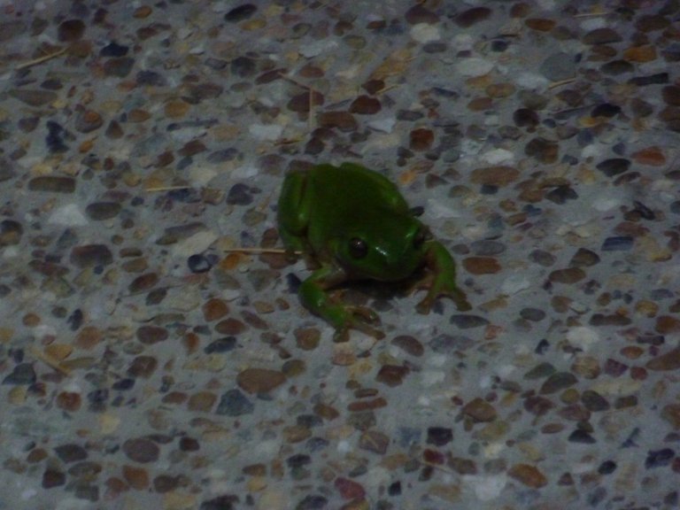 1st frog free.jpg