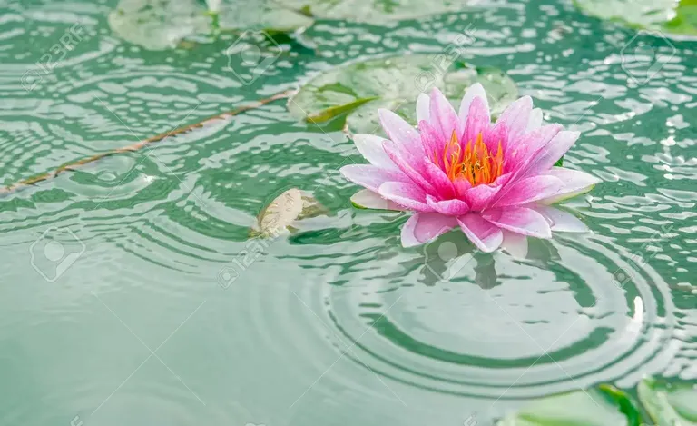 25573425-un-hermoso-sol-o-lotus-flor-rosa-en-el-estanque-con-gota-de-lluvia.webp