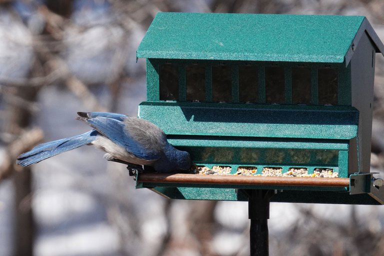 K-Bluejay-640-2021-04-20.jpg