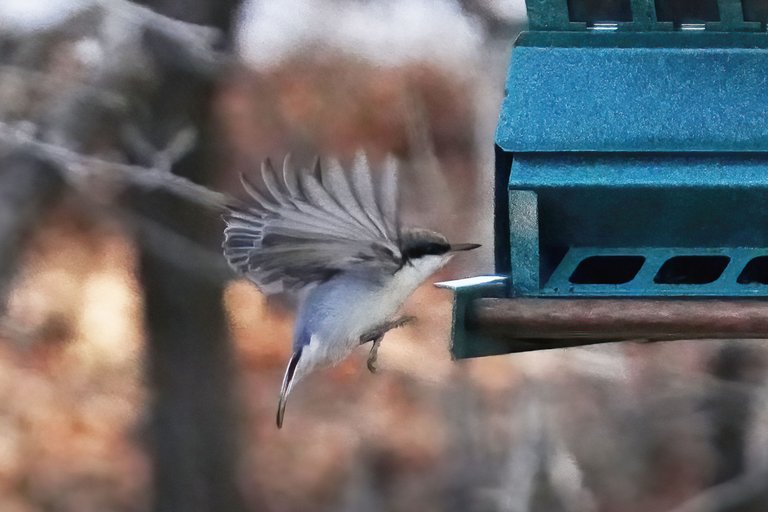 K-Nuthatch-560-2021-03-21-crop.jpg