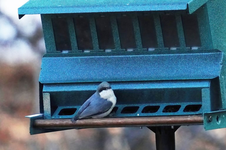 K-Nuthatch-499-2021-03-21-crop.jpg