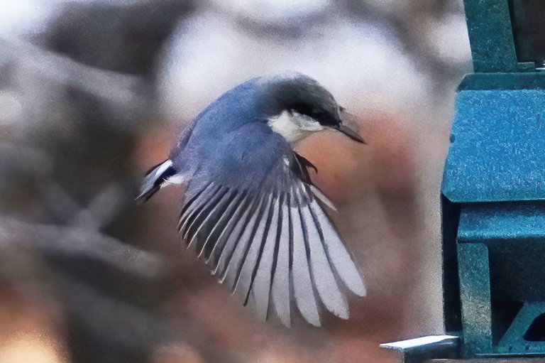 K-Nuthatch-531-2021-03-21-supercrop2.jpg