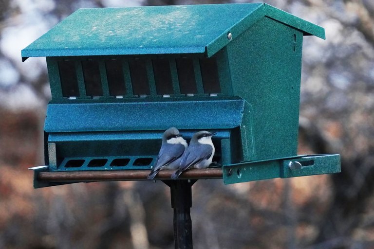 K-Nuthatch-516-2021-03-21-crop.jpg